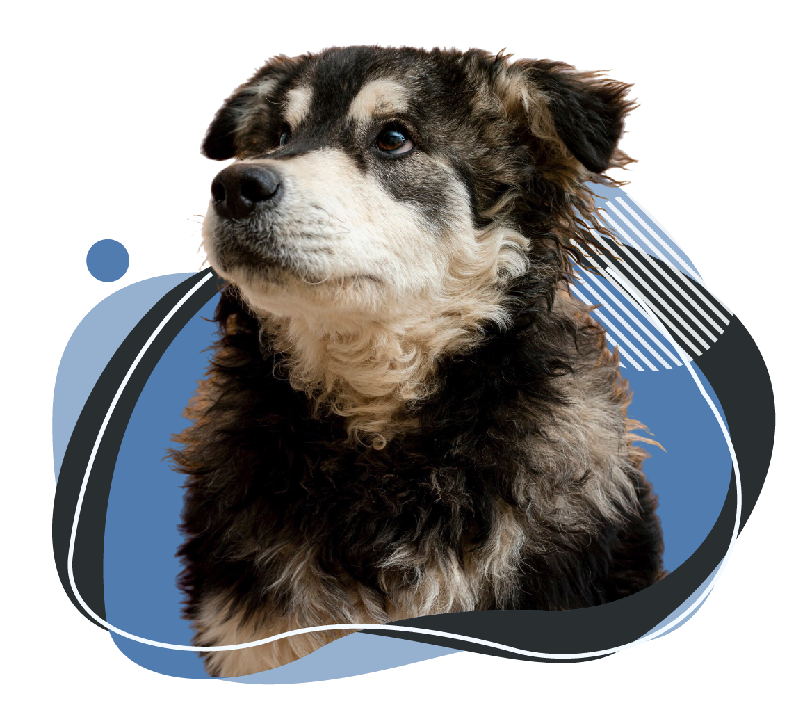 Medicatech VET A black and tan fluffy dog with a gentle expression, set against a modern veterinary-themed graphic design. This image represents compassionate and advanced veterinary care, aligning with MedicaTech Vet's commitment to high-quality imaging solutions for animal health.