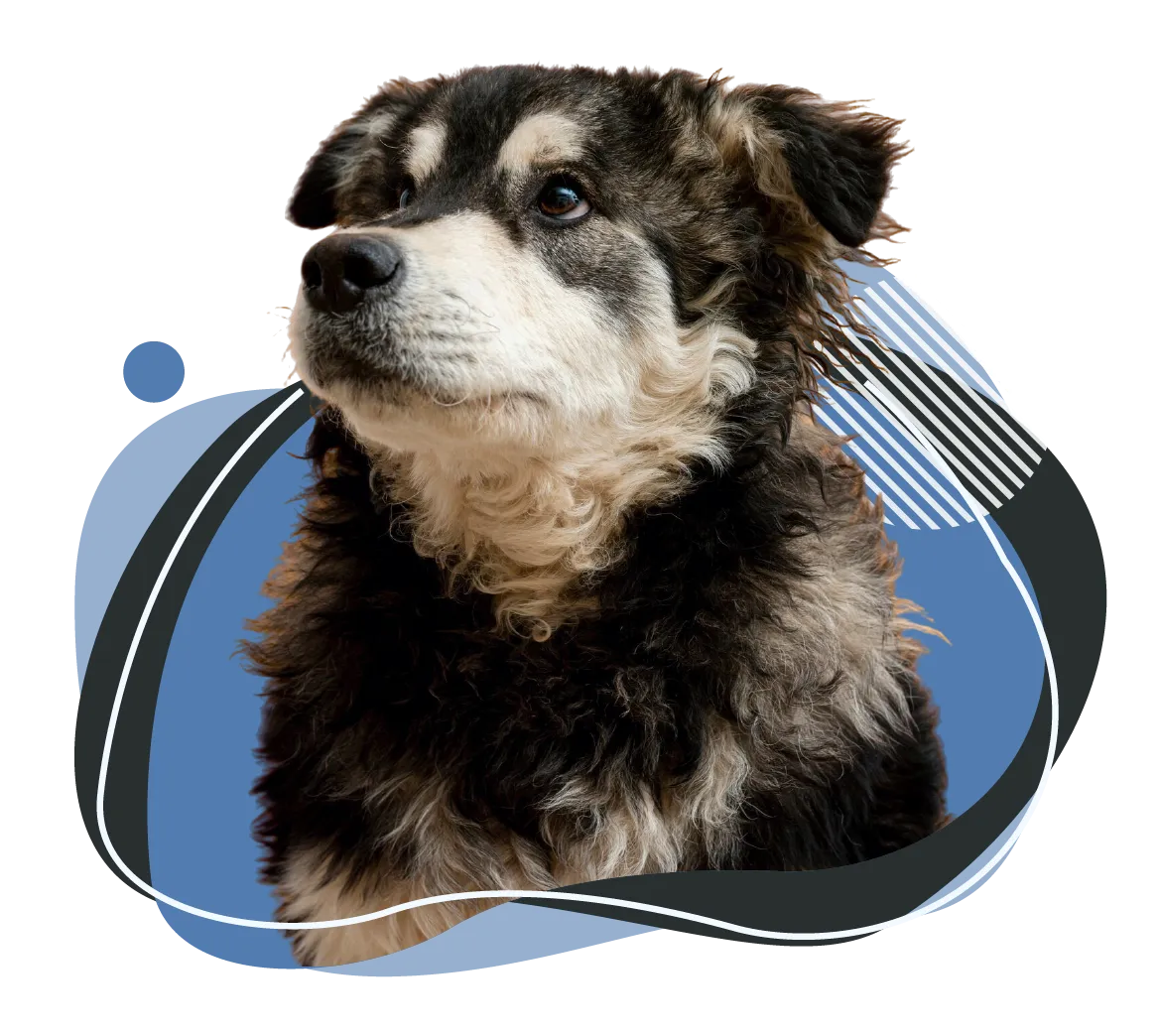 Medicatech VET A black and tan fluffy dog with a gentle expression, set against a modern veterinary-themed graphic design. This image represents compassionate and advanced veterinary care, aligning with MedicaTech Vet's commitment to high-quality imaging solutions for animal health.