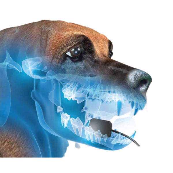 MASTERDENT Veterinary Dental Sensor - Image 2